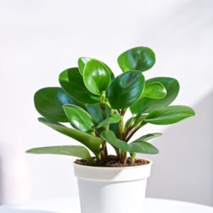 Peperomia