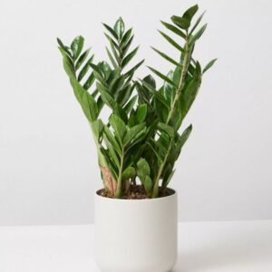 Jade Plants