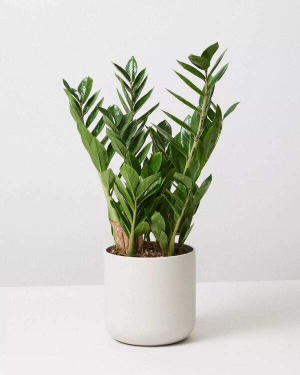 Jade Plants