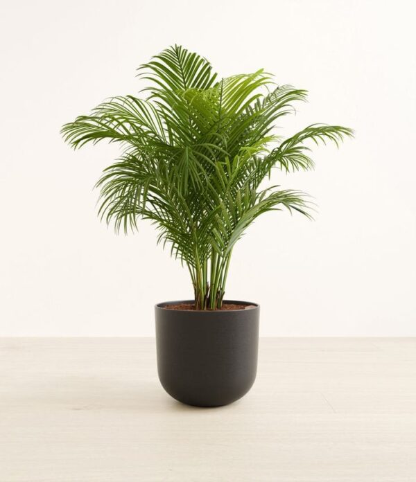 Lucky Bamboo