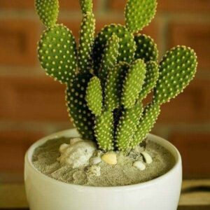 Bunny Ears Cactus