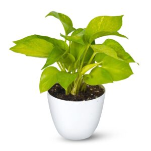 Golden Money Plant