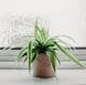 A serene potted spider plant placed on a windowsill with frosted glass background.