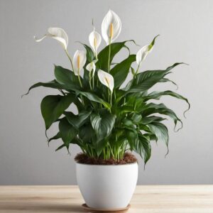 Peace Lily